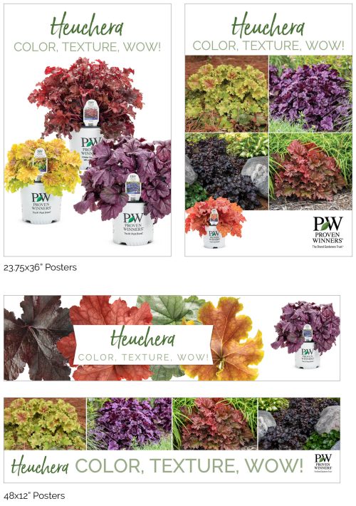 Heuchera - Color, Texture, WOW! Signage