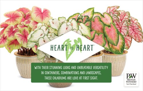 Heart to Heart™ Caladium 11x7" Display Benchcard