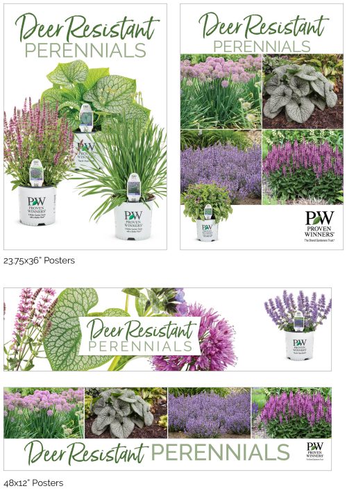 Deer Resistant Perennials