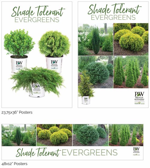 Shade Tolerant Evergreens Shrub Signage