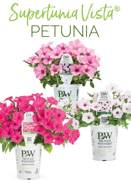 Petunia Supertunia Vista® 32x45" Container Poster