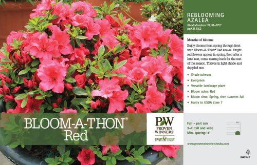 Rhododendron Bloom-A-Thon® Red (Azalea) 11x7" Variety Benchcard