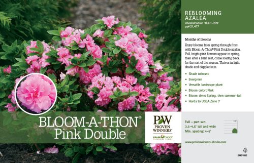 Rhododendron Bloom-A-Thon® Pink Double (Azalea) 11x7" Variety Benchcard