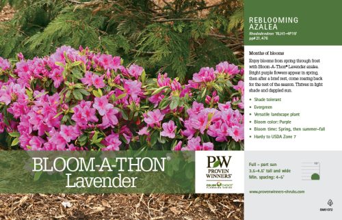 Rhododendron Bloom-A-Thon® Lavender (Azalea) 11x7" Variety Benchcard