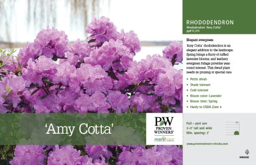 'Rhododendron 'Amy Cotta' 11x7" Variety Benchcard