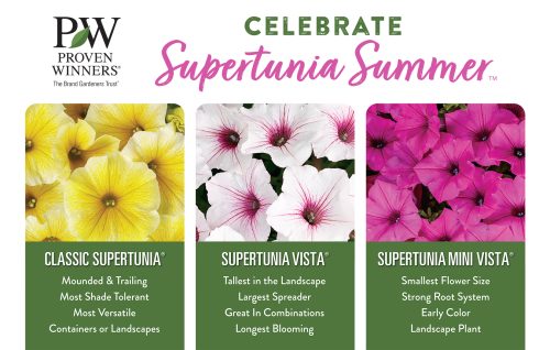 Supertunia Summer™ 11x7" Display Benchcard