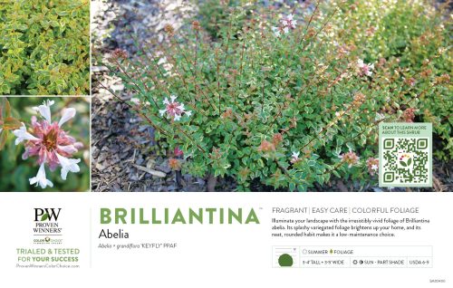 Abelia Brilliantina™ 11x7" Variety Benchcard