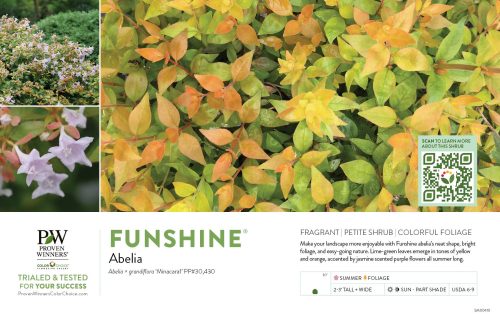 Abelia Funshine® 11x7" Variety Benchcard