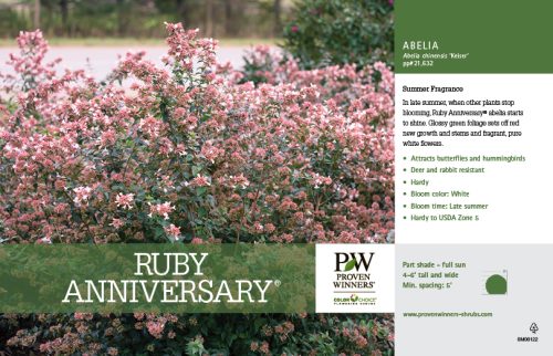 Abelia Ruby Anniversary® 11x7" Variety Benchcard