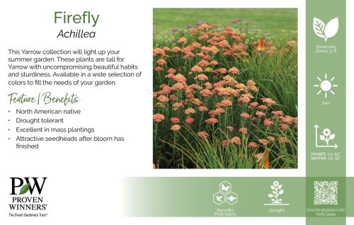 Achillea Firefly 11x7" Series Benchcard