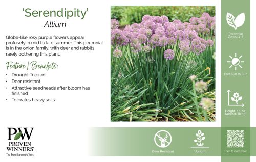 Allium 'Serendipity' 11x7" Variety Benchcard