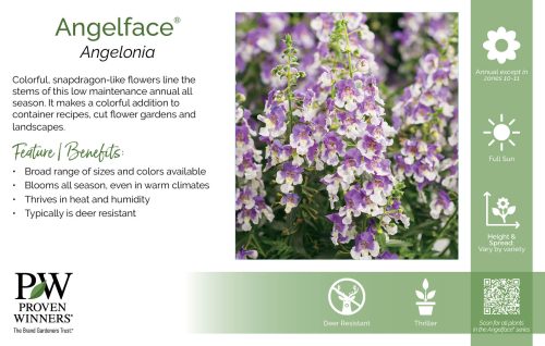 Angelonia Angelface® 11x7" Series Benchcard