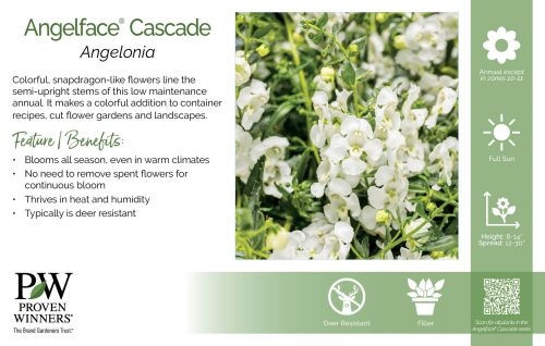 Angelonia Angelface® Cascade 11x7" Series Benchcard