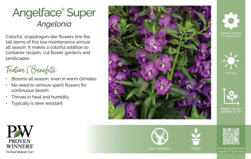 Angelonia Angelface® Super 11x7" Series Benchcard