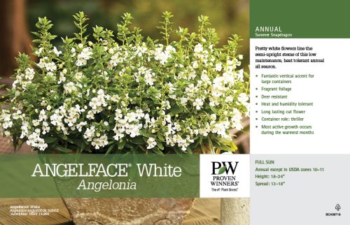 Angelonia Angelface® White 11x7" Variety Benchcard