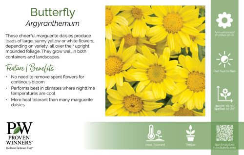 Argyranthemum Butterfly 11x7" Series Benchcard