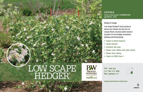 Aronia Low Scape® Hedger (Chokeberry) 11x7" Variety Benchcard