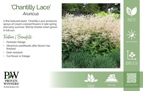 Aruncus 'Chantilly Lace' 11x7" Variety Benchcard