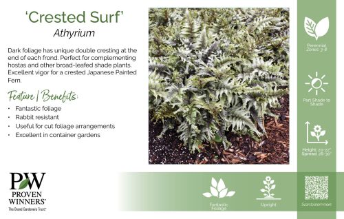 Athyrium 'Crested Surf' 11x7" Variety Benchcard