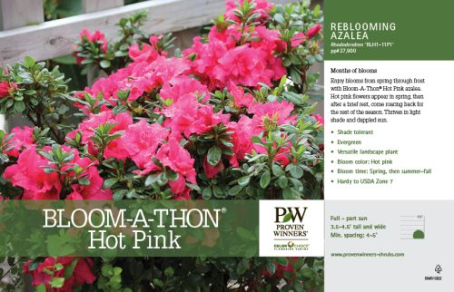 Rhododendron Bloom-A-Thon® Hot Pink (Azalea) 11x7" Variety Benchcard