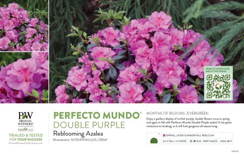 Rhododendron Perfecto Mundo® Double Purple (Azalea) 11x7" Variety Benchcard