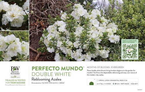 Rhododendron Perfecto Mundo® Double White (Azalea) 11x7" Variety Benchcard