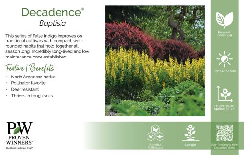 Baptisia Decadence® 11x7" Series Benchcard