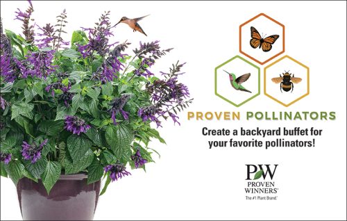 Proven Pollinator 11x7" Display Benchcard (Salvia)