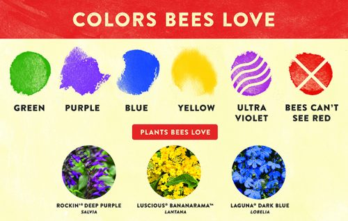 Colors that Bees Love Pollinator 11x7" Display Benchcard