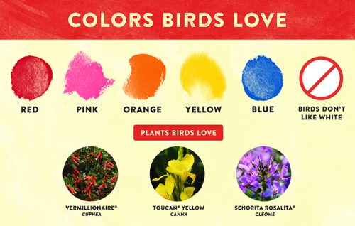 Colors that Birds Love Pollinator 11x7" Display Benchcard