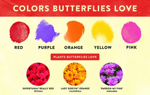 Colors that Butterflies Love Pollinator 11x7" Display Benchcard