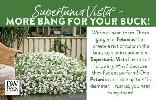 Supertunia Vista More Bang for your Buck! Version #2 11x7" Display Benchcard