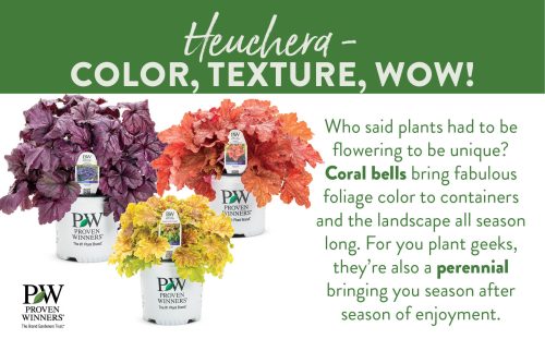 Heuchera - Color, Texture, WOW! 11x7" Display Benchcard