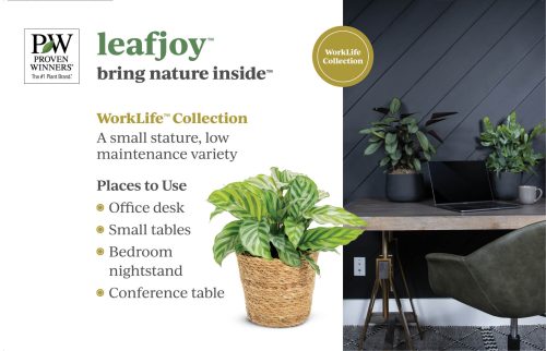 leafjoy™ WorkLife™ Collection 11x7 Display Benchcard