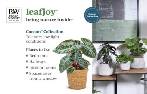 leafjoy™ Cocoon™ Collection 11x7 Display Benchcard