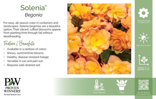 Begonia Solenia® 11x7" Series Benchcard