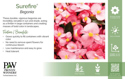 Begonia Surefire® 11x7" Series Benchcard