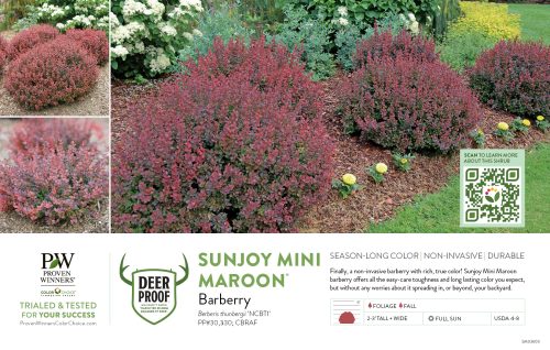 Berberis Sunjoy Mini Maroon® (Barberry) 11x7" Variety Benchcard