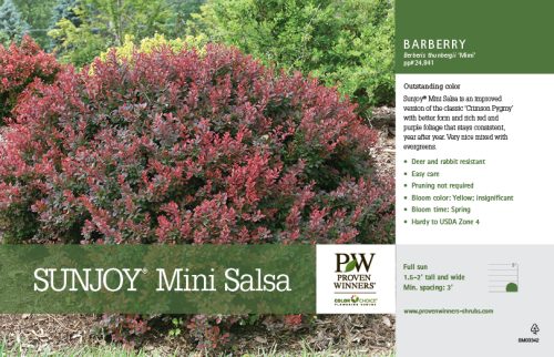 Berberis Sunjoy® Mini Salsa (Barberry) 11x7" Variety Benchcard