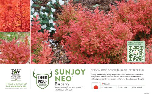 Berberis Sunjoy Neo® (Barberry) 11x7" Variety Benchcard