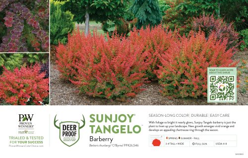 Berberis Sunjoy® Tangelo™ (Barberry) 11x7" Variety Benchcard