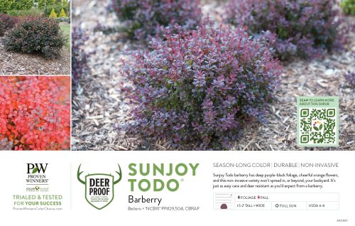 Berberis Sunjoy Todo® (Barberry) 11x7" Variety Benchcard