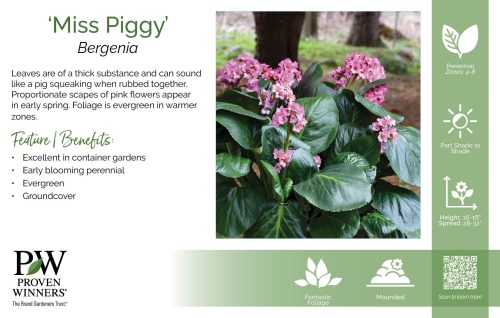 Bergenia 'Miss Piggy' 11x7" Variety Benchcard