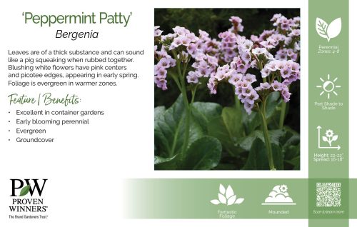 Bergenia 'Peppermint Patty' 11x7" Variety Benchcard