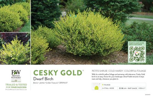 Betula Cesky Gold® (Dwarf Birch) 11x7" Variety Benchcard