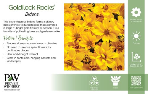 Bidens Goldilock Rocks® 11x7" Series Benchcard