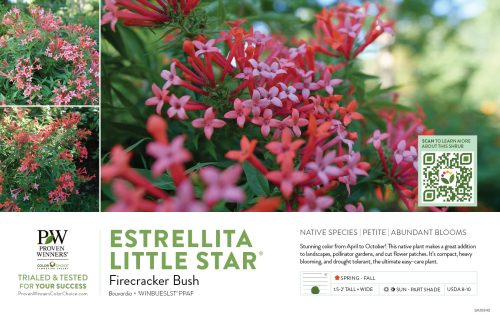 Bouvardia Estrellita Little Star® (Firecracker Bush) 11x7" Variety Benchcard