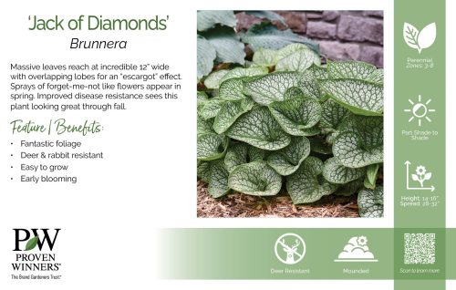 Brunnera 'Jack of Diamonds' 11x7" Variety Benchcard