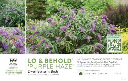 Buddleia Lo & Behold® 'Purple Haze' (Butterfly Bush) 11x7" Variety Benchcard