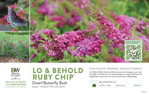 Buddleia Lo & Behold Ruby Chip® (Butterfly Bush) 11x7" Variety Benchcard